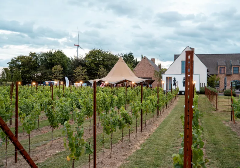 wijngaard met zicht op feesttent