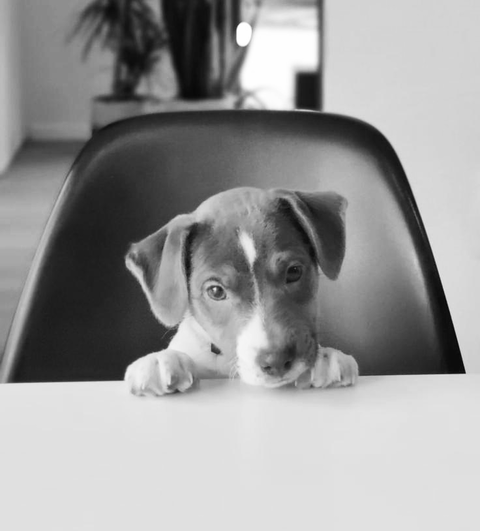 Jacques, Office dog van ikoon.biz