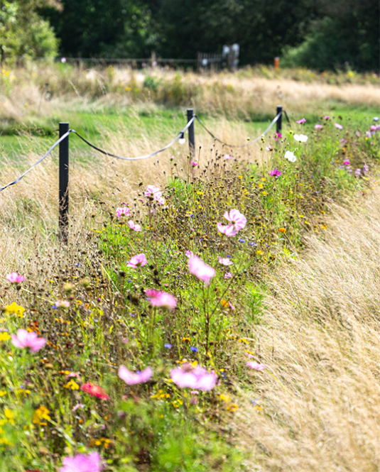 naturio_veld